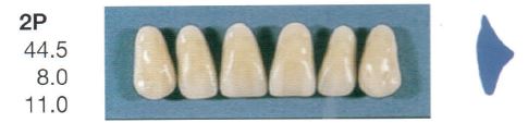 [SE2P-A2U] 2P-A2U ANTERIOR SENATOR TEETH