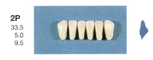 [SE2P-D4L] 2P-D4L ANTERIOR SENATOR TEETH