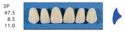 [SE3P-A35U] 3P-A35U ANTERIOR SENATOR TEETH