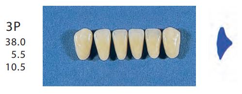 [SE3P-D4L] 3P-D4L ANTERIOR SENATOR TEETH