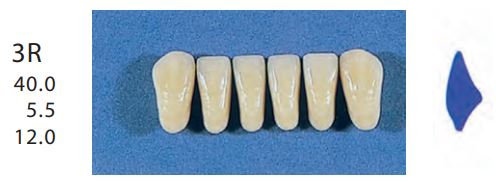 [SE3R-D4L] 3R-D4L ANTERIOR SENATOR TEETH