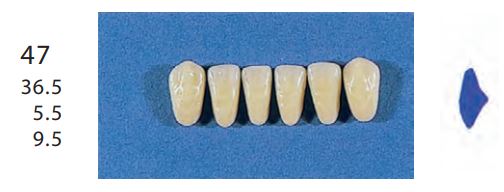 [SE47-D4L] 47-D4L ANTERIOR SENATOR TEETH