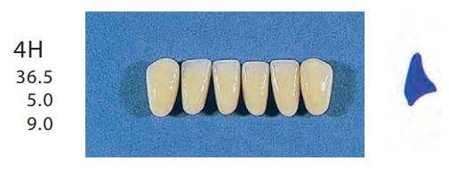 [SE4H-A1L] 4H-A1L ANTERIOR SENATOR TEETH