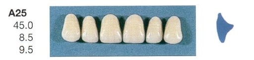 [SEA25-D3U] A25-D3U ANTERIOR SENATOR TEETH